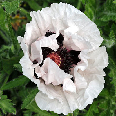 Papaver orientale 'Perry's White'