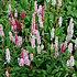 Persicaria affinis 'Darjeeling Red'