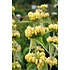 Phlomis russeliana