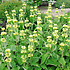 Phlomis russeliana