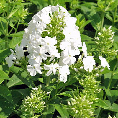 Phlox paniculata 'Fujiyama'