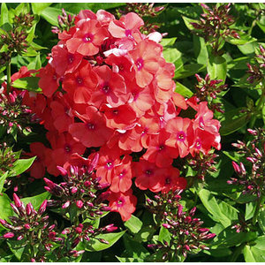 Phlox paniculata 'Orange Perfection'