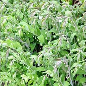 Polygonatum multiflorum