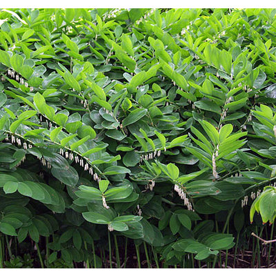 Polygonatum multiflorum