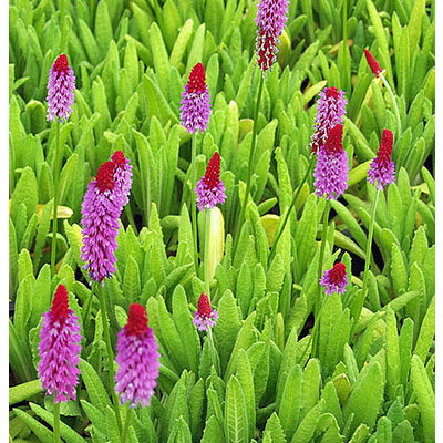 Primula vialii