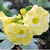 Primula 'Lucky Locket'