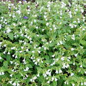 Pulmonaria officinalis 'Sissinghurst White'