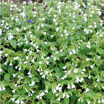 Pulmonaria officinalis 'Sissinghurst White'