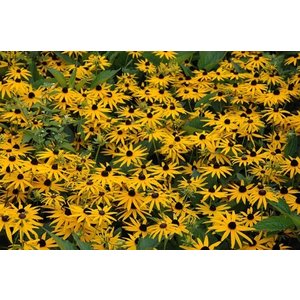 Rudbeckia fulgida 'Goldsturm'