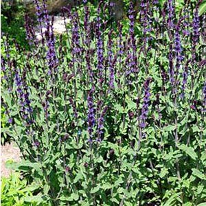 Salvia nemorosa 'Caradonna'