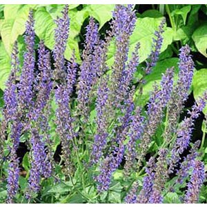 Salvia nemerosa 'Mainacht'