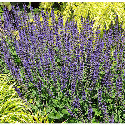 Salvia nemerosa 'Mainacht'