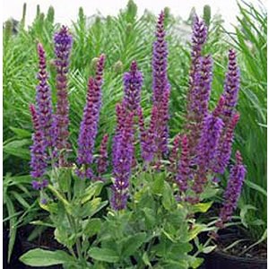 Salvia nemorosa 'Ostfriesland'