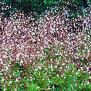 Saxifraga urbium