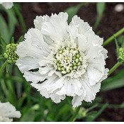 Scabiosa caucasica 'Miss Willmott'