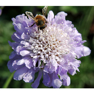 Scabiosa columbaria 'Butterfly Blue'
