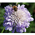 Scabiosa columbaria 'Butterfly Blue'