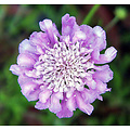 Scabiosa columbaria 'Pink Mist'