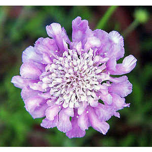 Scabiosa columbaria 'Pink Mist'