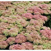 Sedum 'Herbstfreude'