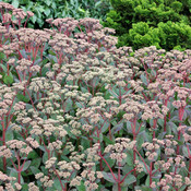 Sedum 'Matrona'