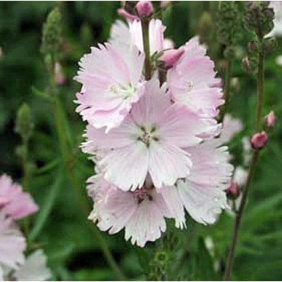 Sidalcea 'Elsie Heugh'