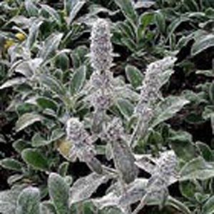 Stachys byzantina 'Silver Carpet'