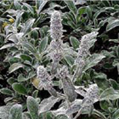 Stachys byzantina 'Silver Carpet'