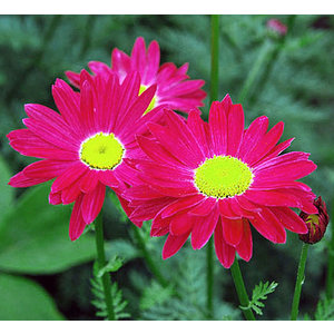 Tanacetum 'Robinson's Red'