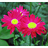 Tanacetum 'Robinson's Red'