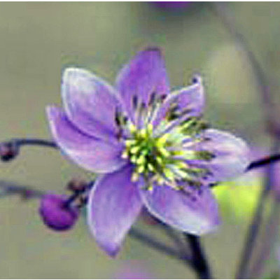 Thalictrum rochebrunianum