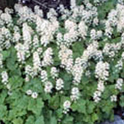 Tiarella cordifolia