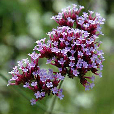 Verbena bonariensis