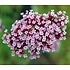 Verbena bonariensis