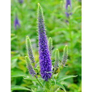 Veronica spicata 'Ulster Dwarf Blue'