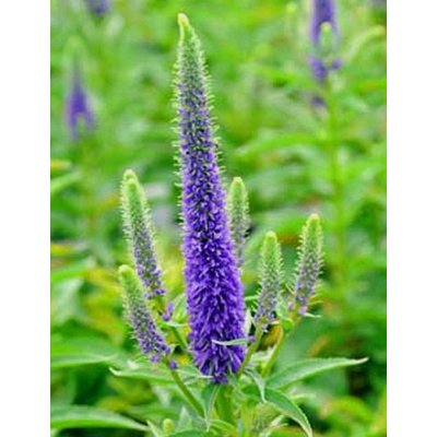 Veronica spicata 'Ulster Dwarf Blue'