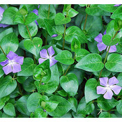 Vinca major