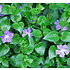 Vinca major