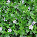 Vinca minor