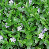 Vinca minor