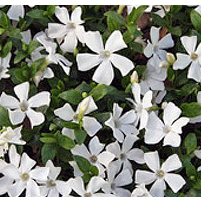 Vinca minor 'Alba'