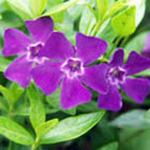 Vinca minor 'Atropurpurea'