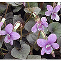 Viola labradorica