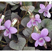 Viola labradorica