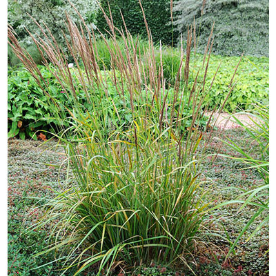 Calamagrostis acutiflora 'Karl Foerster'