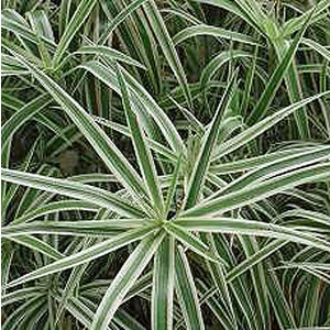 Carex morrowii 'Variegata'