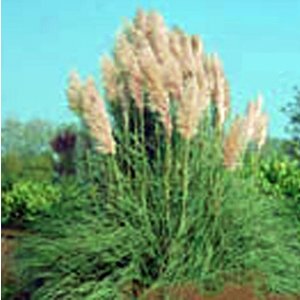 Cortaderia selloana 'Rosea'