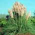 Cortaderia selloana 'Rosea'