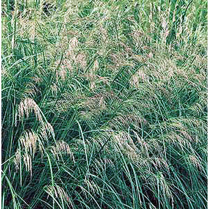 Deschampsia cespitosa