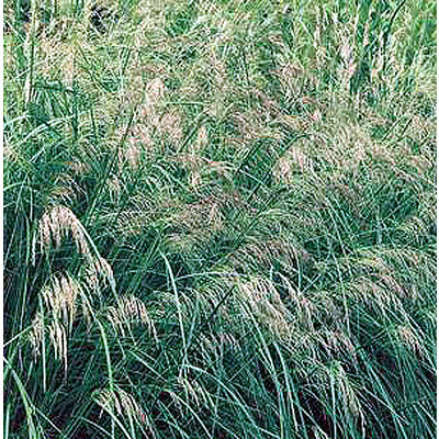 Deschampsia cespitosa